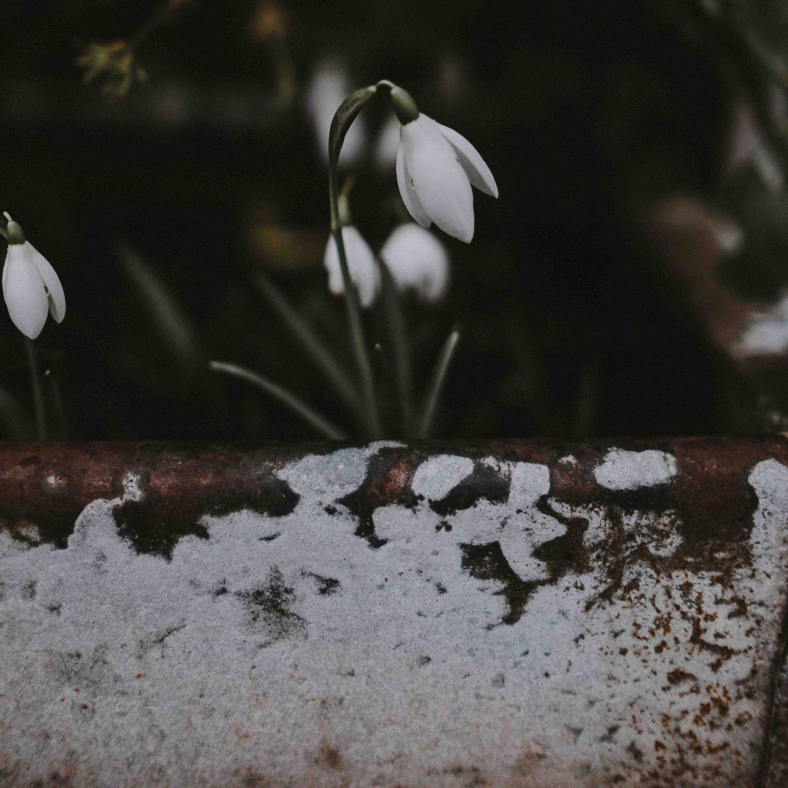 February in England – Folklore, Facts and Things to do