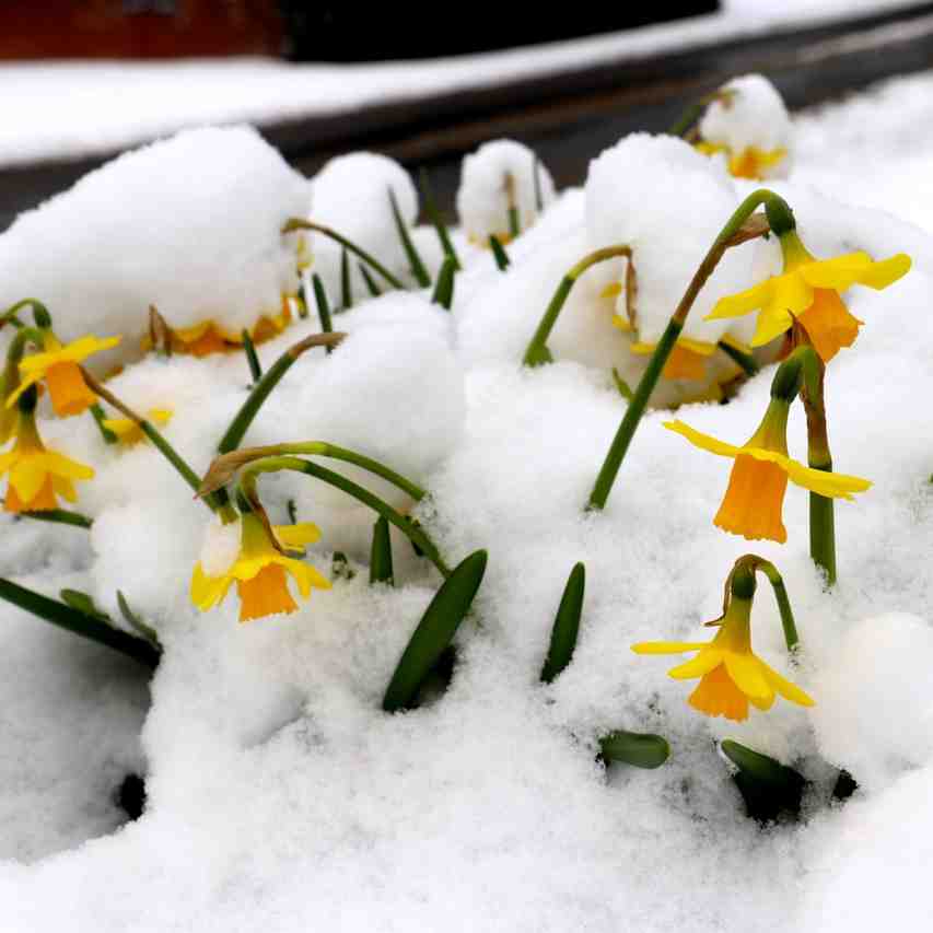 When robins appear facts and folklore about Britain's best