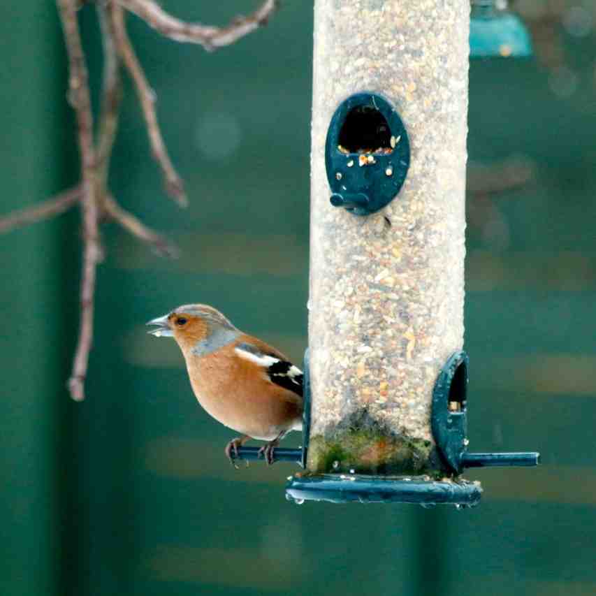 10 British birds you might spot in your garden
