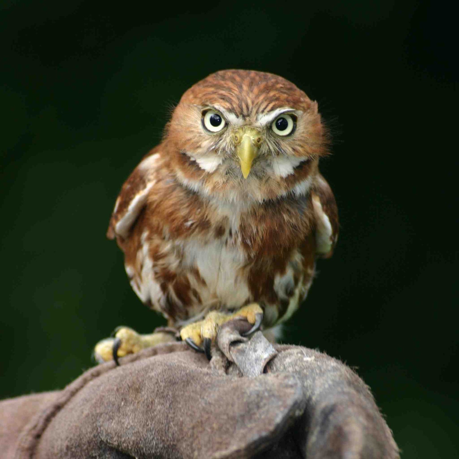 10 British Birds of Prey and How to Identify Them