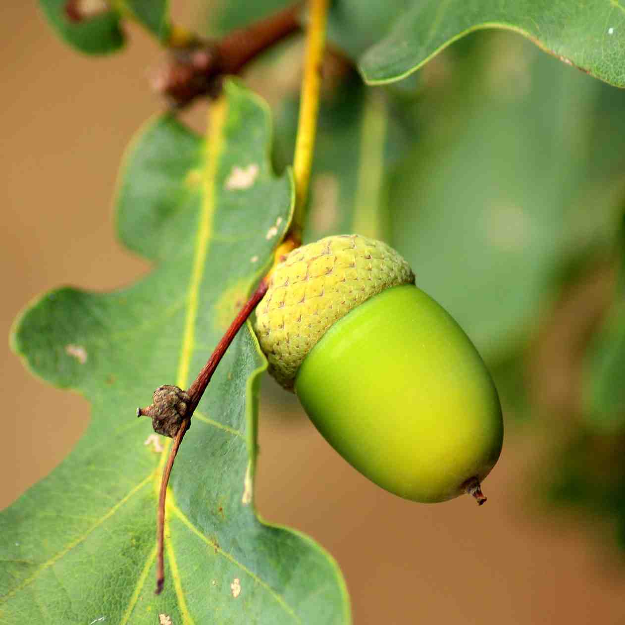 10 British Trees and How to Identify Them