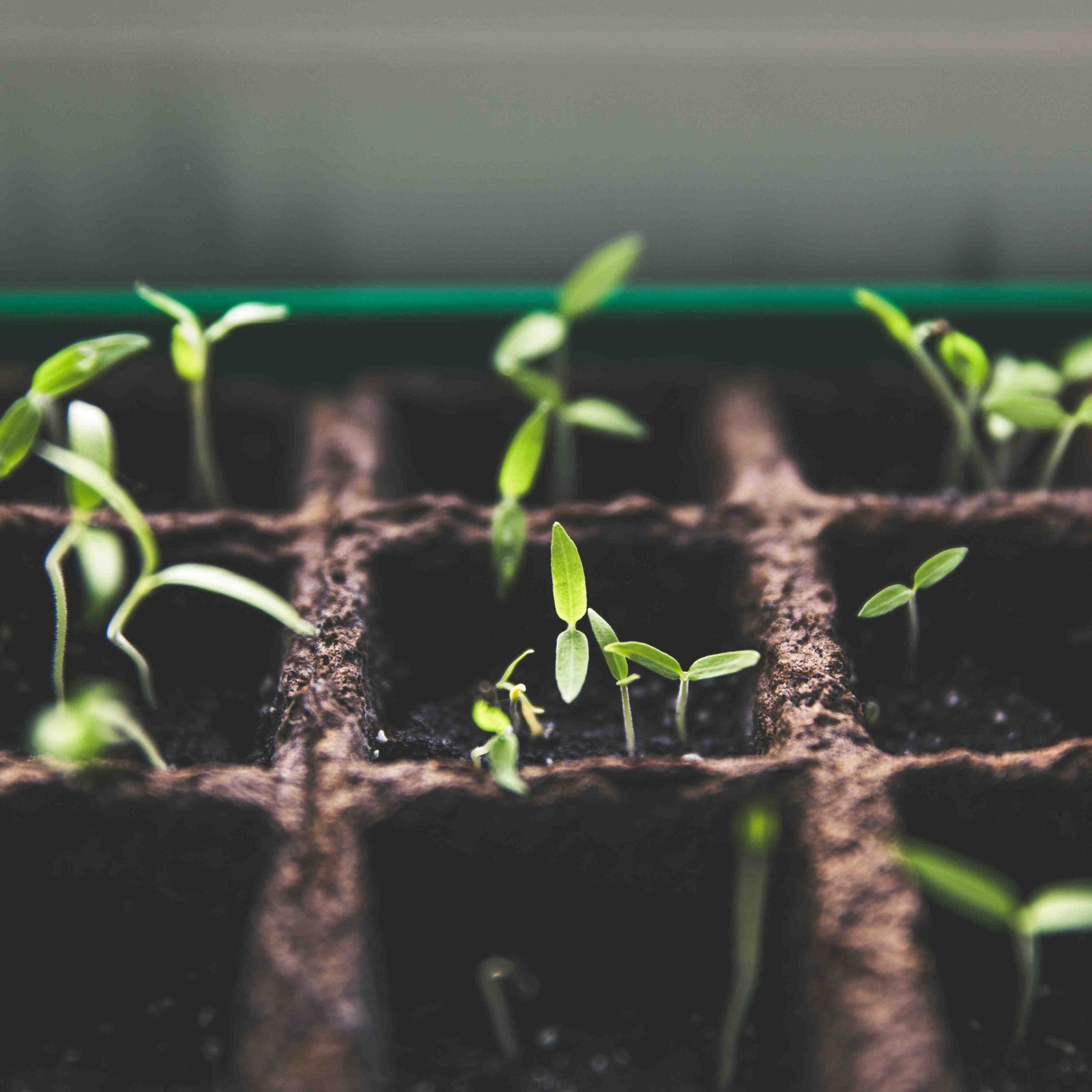 10 Simple Edible Things to Grow in the Garden in Spring