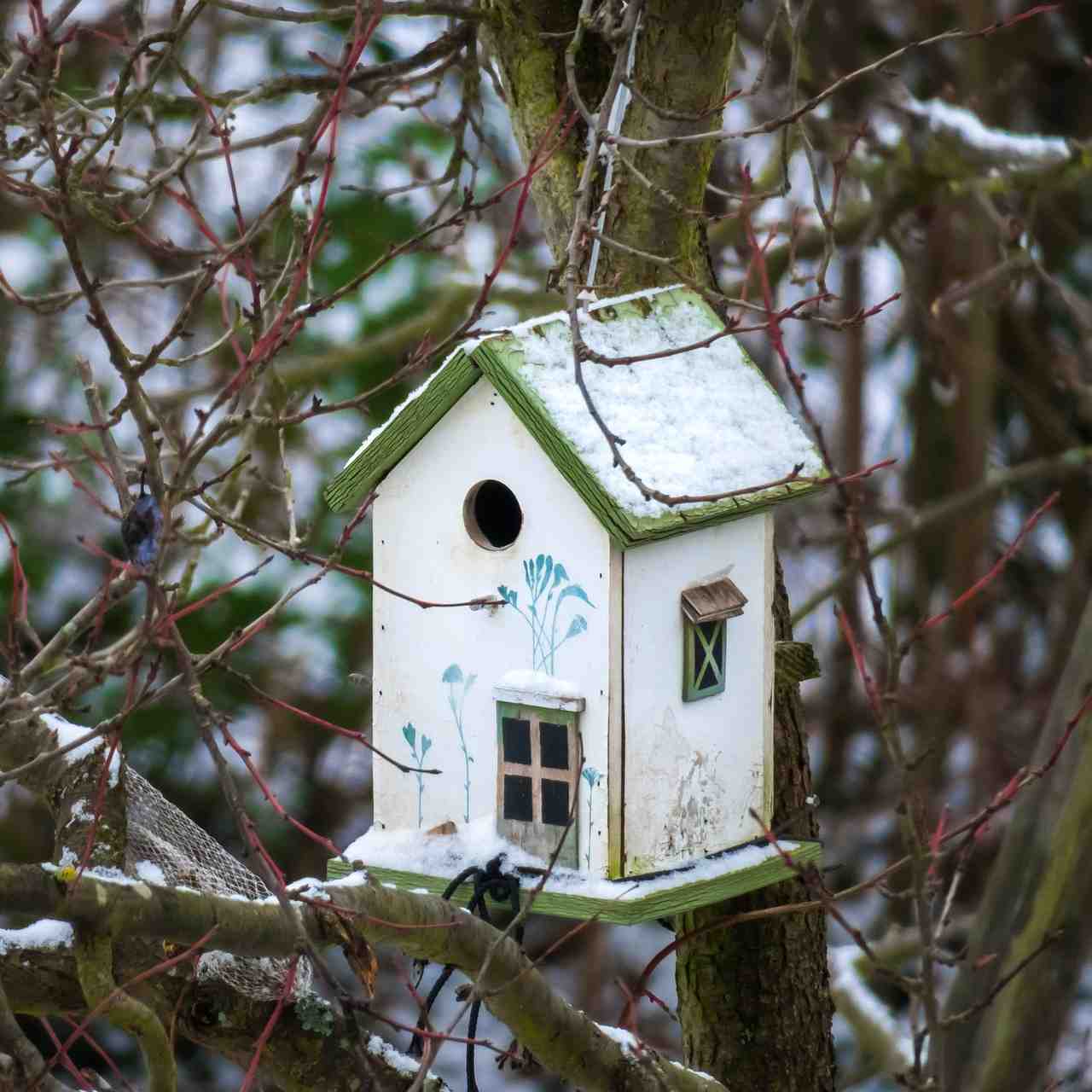 10 Ways to help birds out this winter