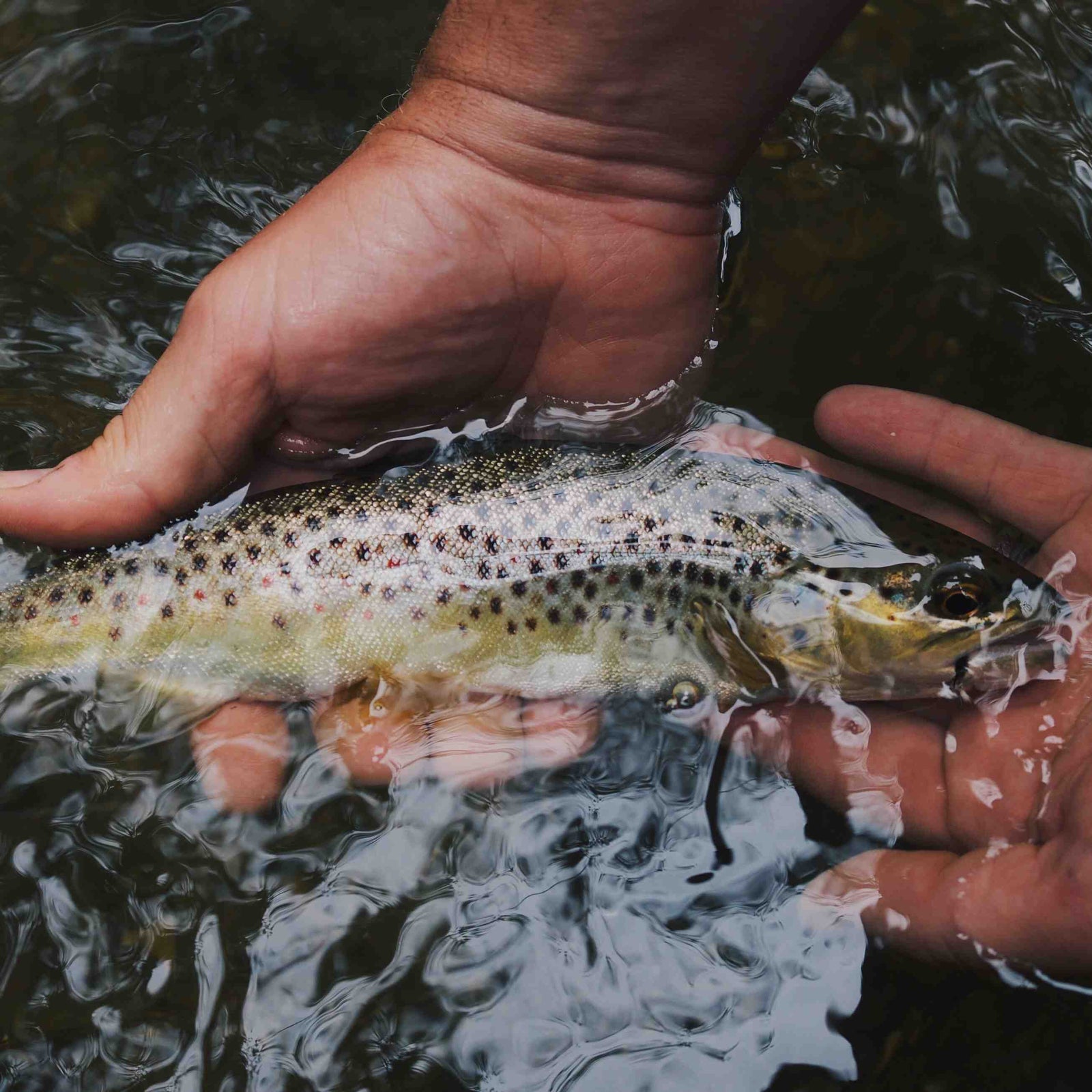10 native and protected fish in British waterways