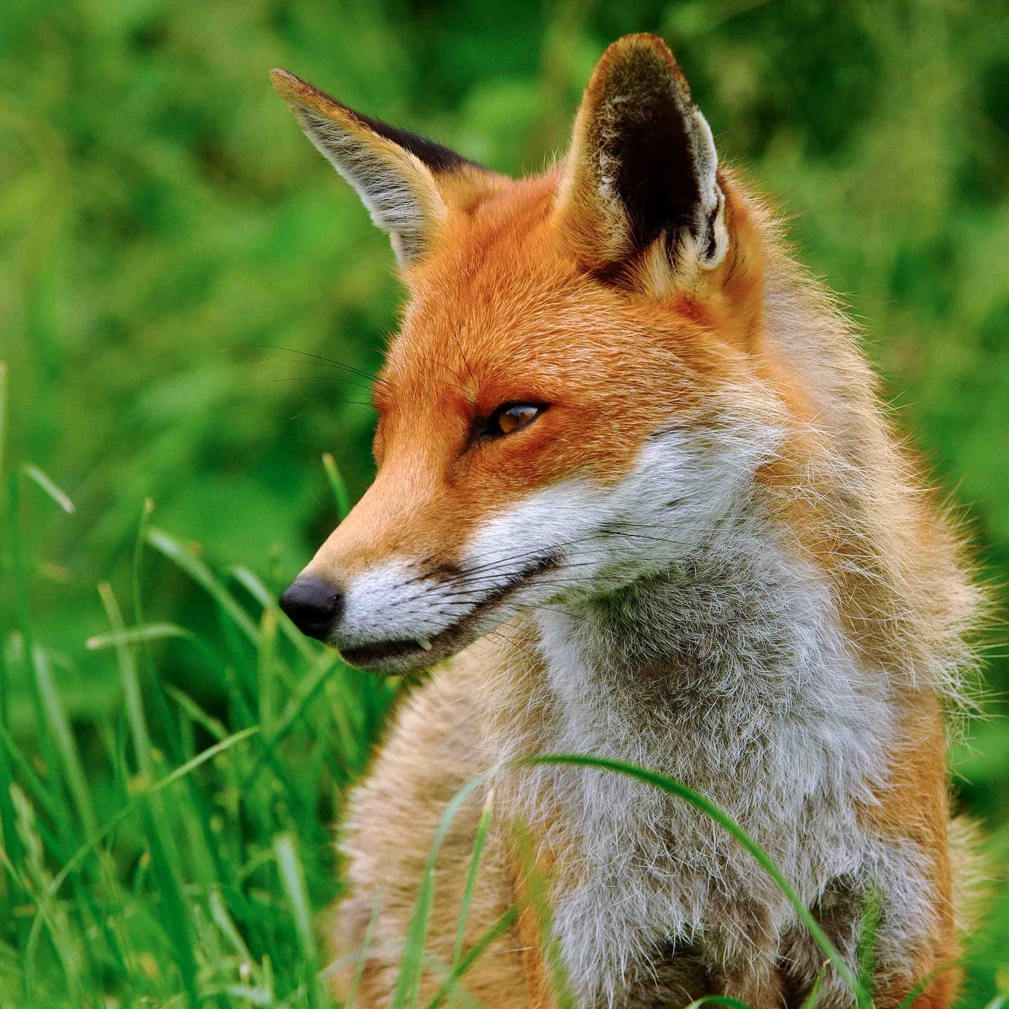10 Common British Mammals You'll Encounter in the Wild