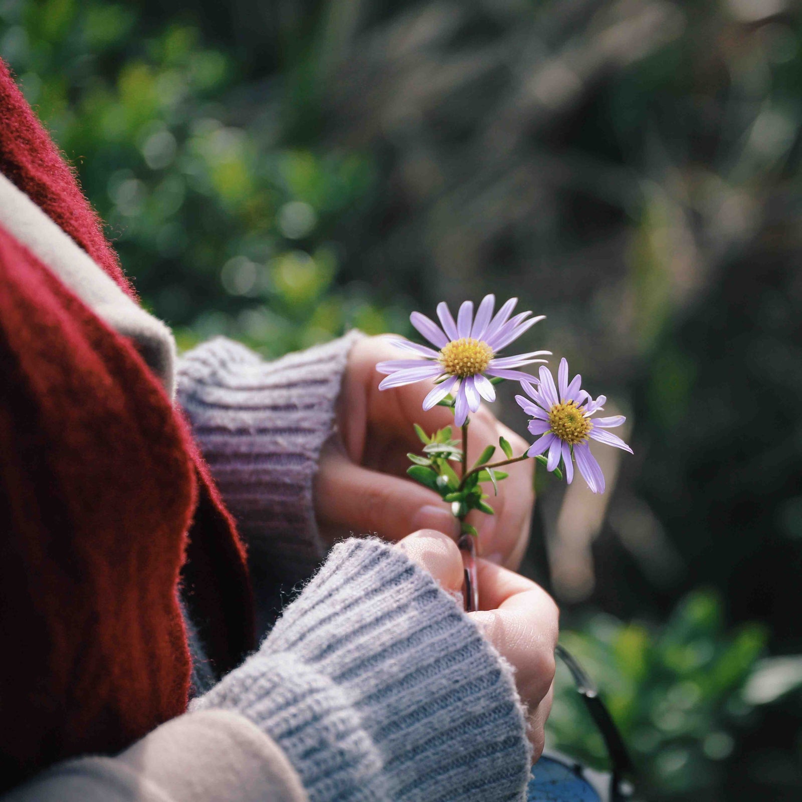 10 plants that Flower in Autumn