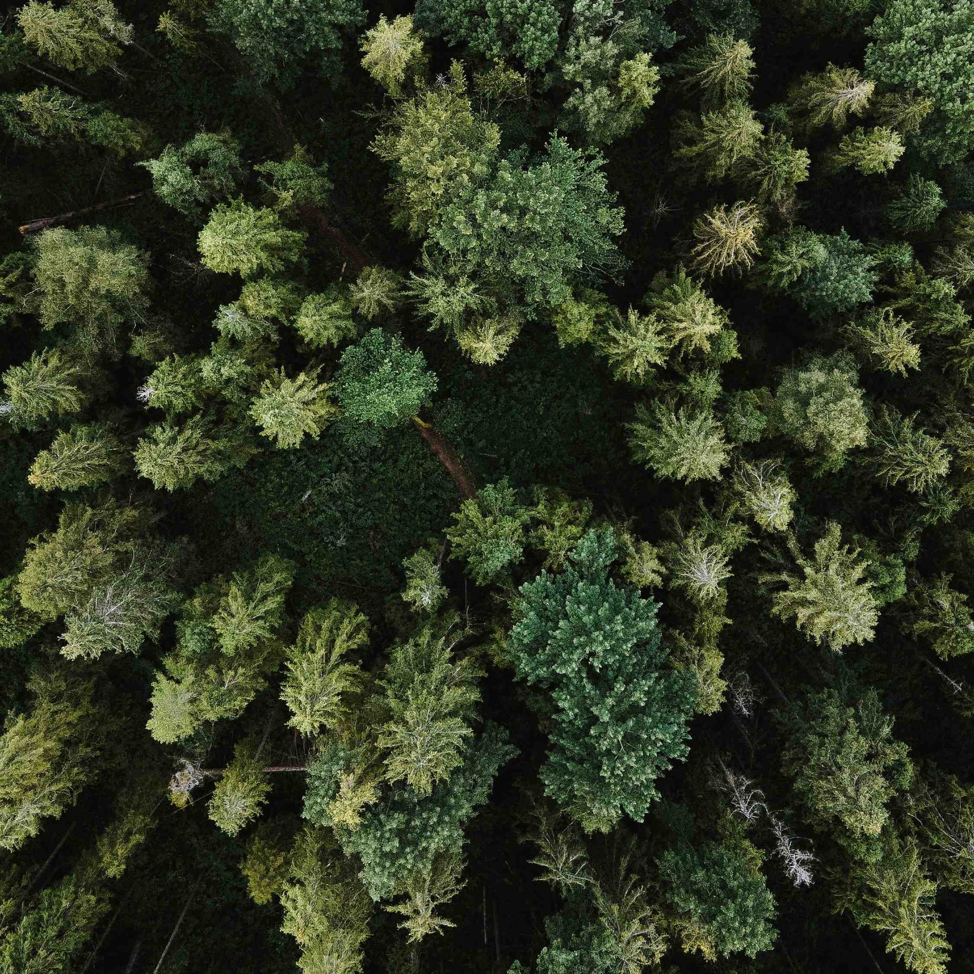 A view of a large green forest is seen from overhead, as photographed by a drone with a camera. 