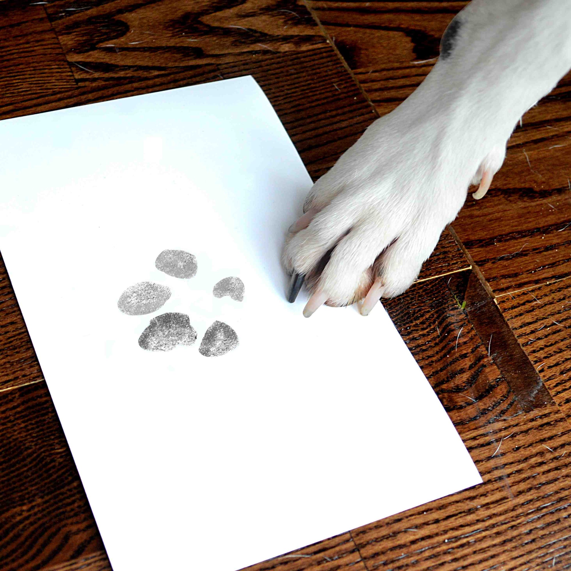 Animal and Pet Jewellery Impression Kit - GIFT WRAPPED INKLESS PAW PRINT AND HOOF PRINT IMPRESSION KIT
