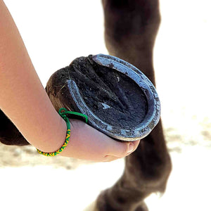 Horse and Pony Impression Kit - GIFT WRAPPED HOOF PRINT IMPRESSION KIT FOR LARGE ANIMALS