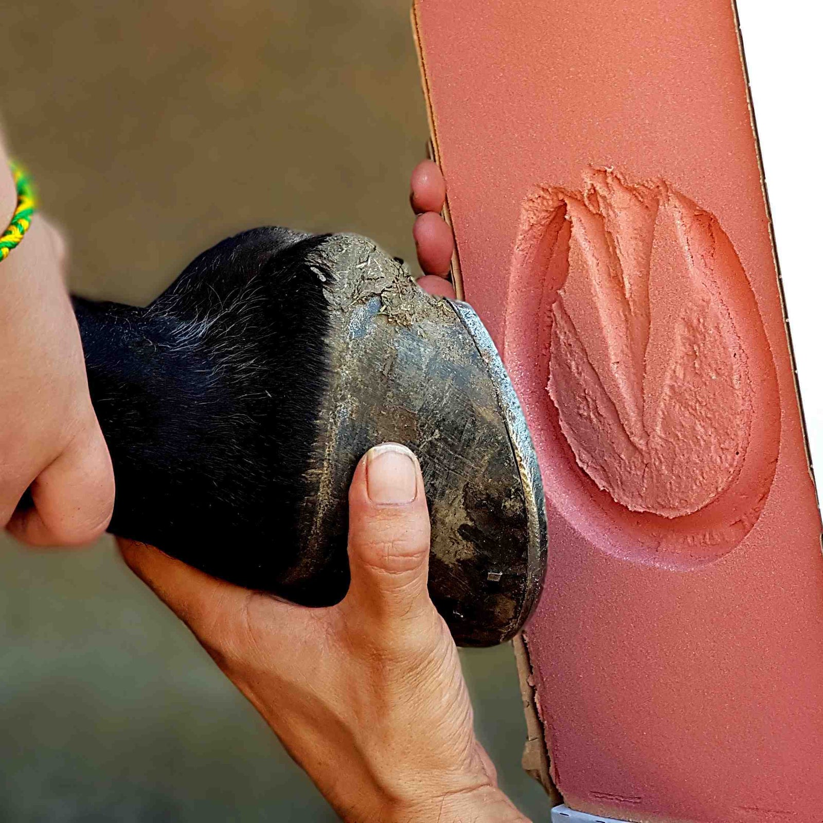 Horse and Pony Impression Kit - GIFT WRAPPED HOOF PRINT IMPRESSION KIT FOR LARGE ANIMALS